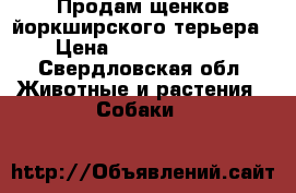 Продам щенков йоркширского терьера › Цена ­ 10000-15000 - Свердловская обл. Животные и растения » Собаки   